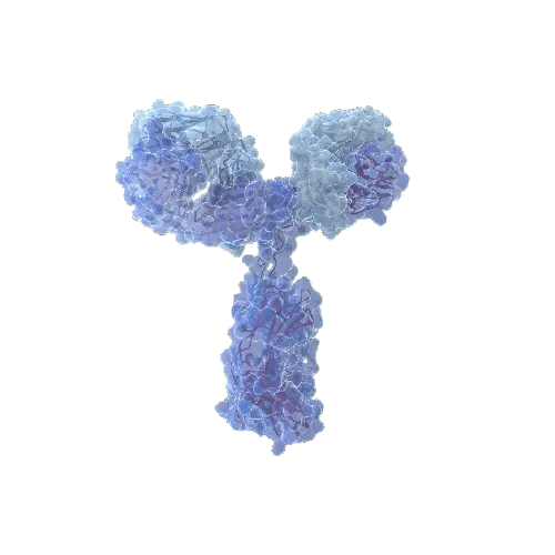 Human Apo-H Antibody Pair - BSA and Azide free (Apolipoprotein H)